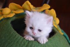 emerald haven cat cave