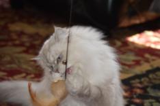 cats love our cat teaser wands