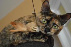cat teaser rod